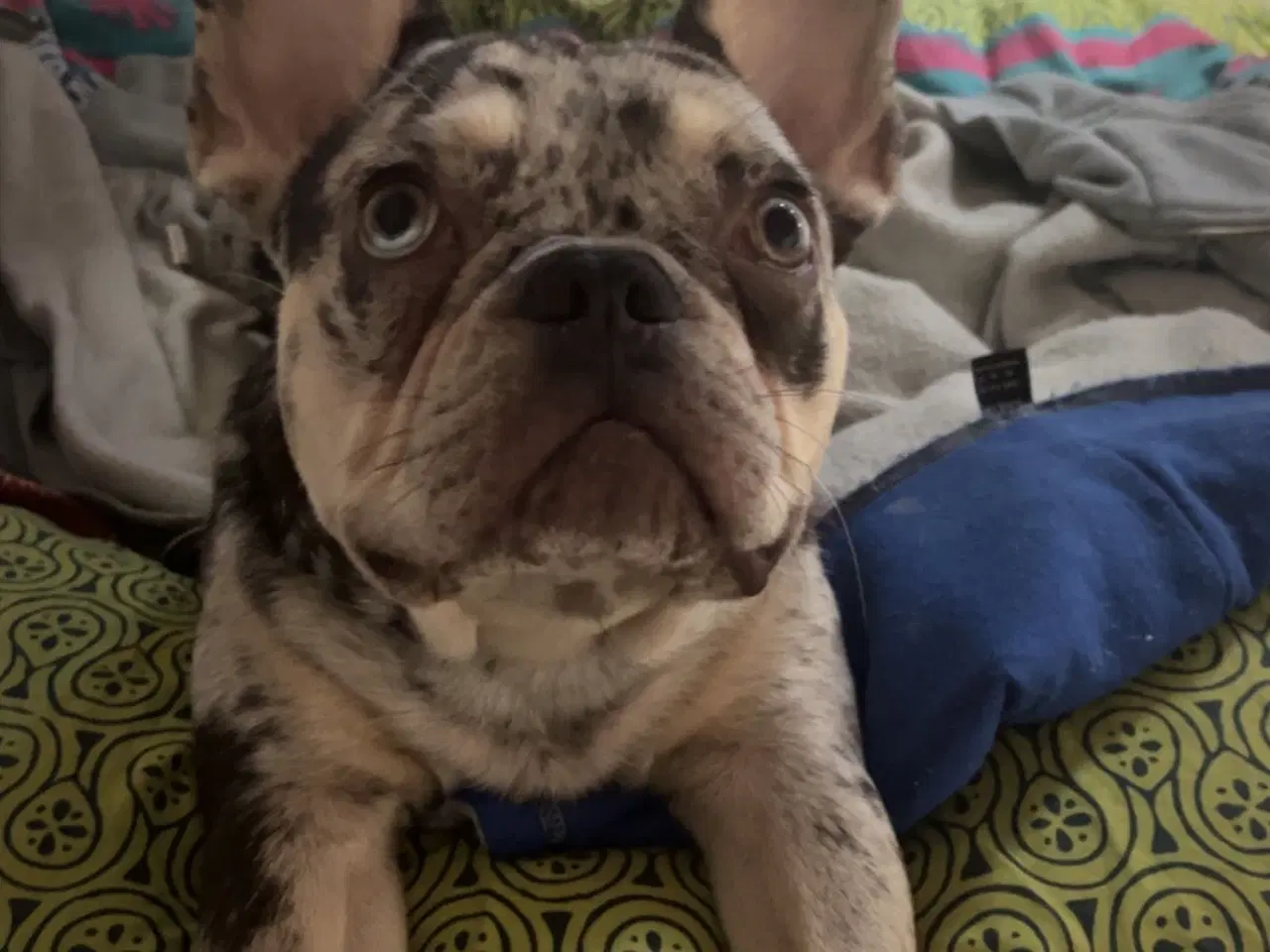 Billede 2 - 🐾Hanhund til avl - IKKE SALG🐾