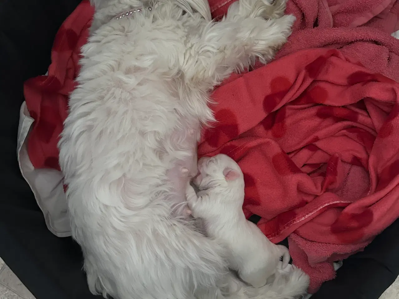 Billede 7 - Malteser hvalp 