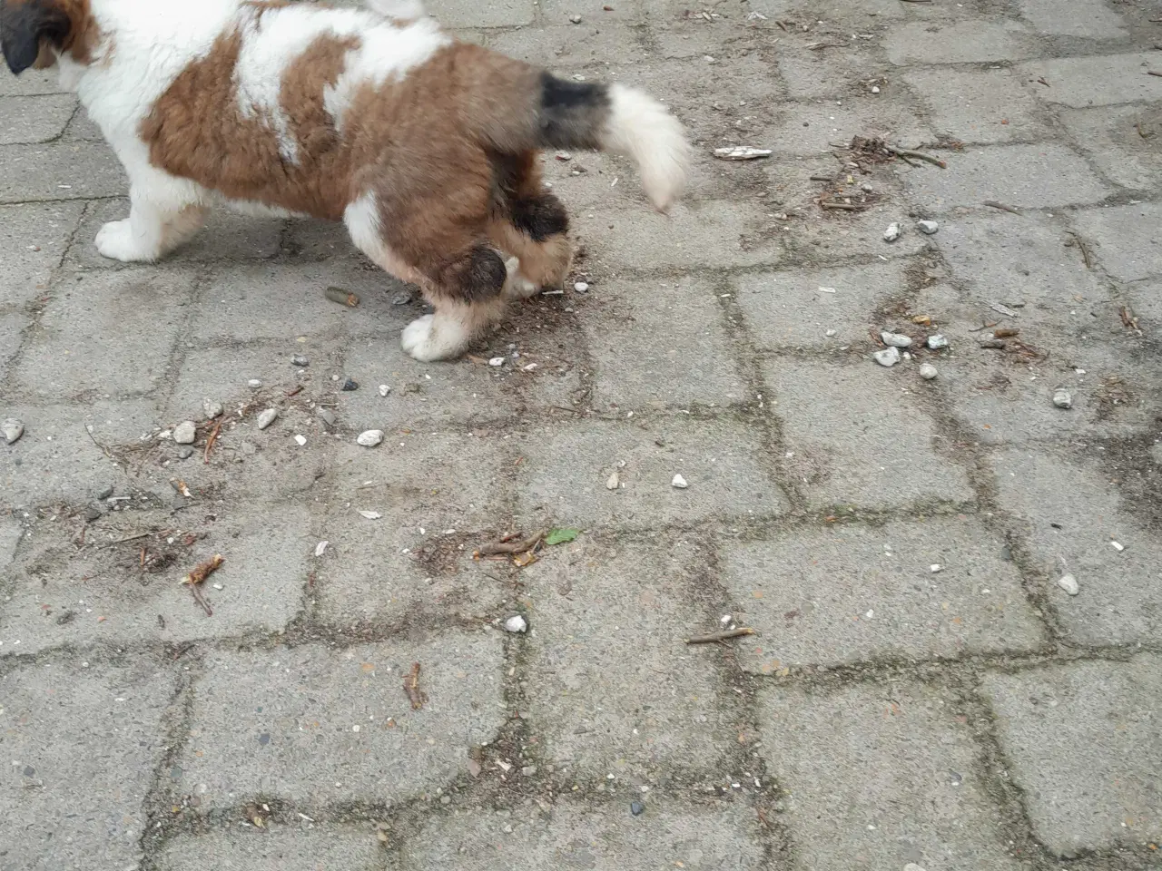 Billede 7 - Hundehvalpe 