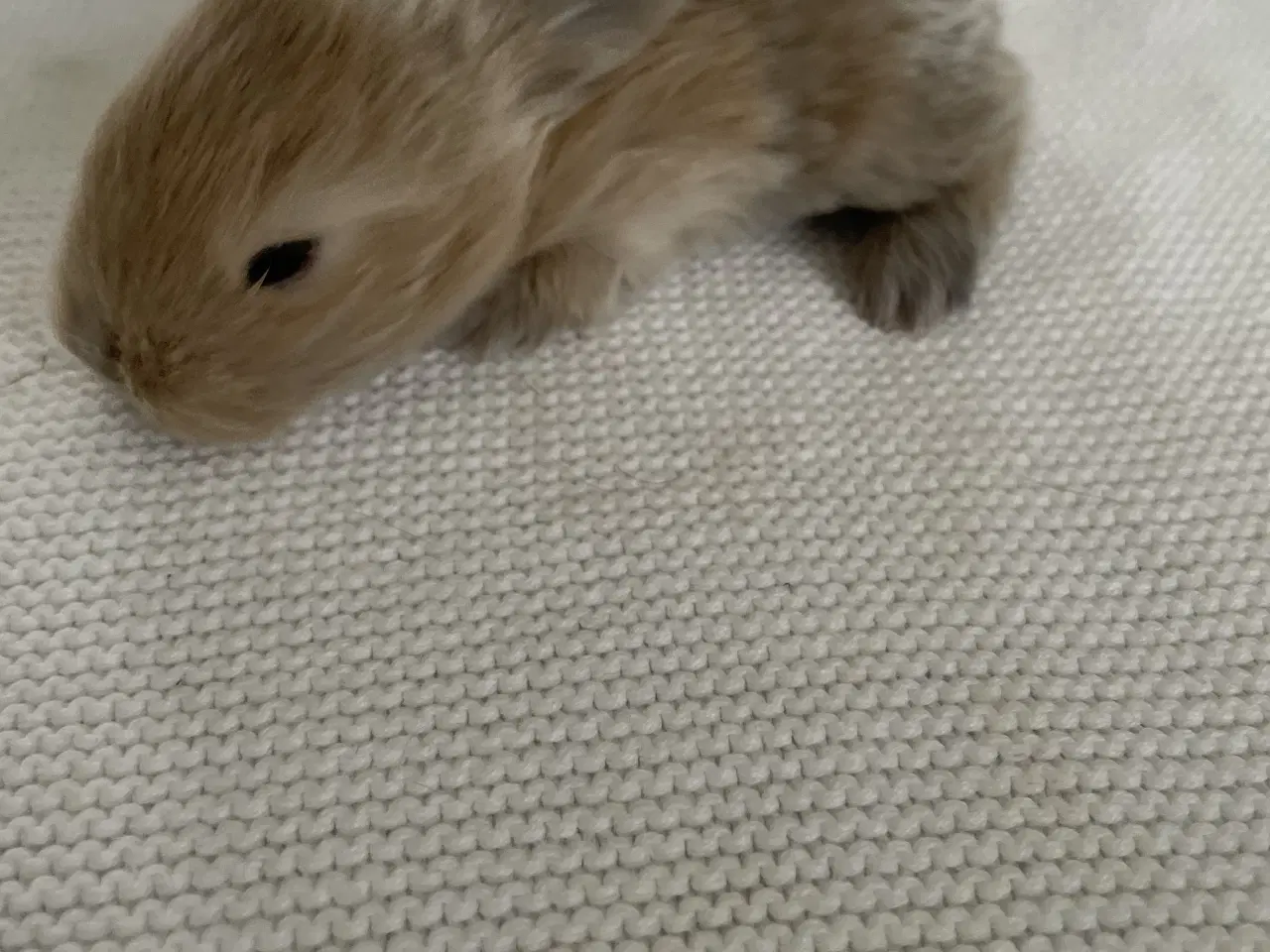 Billede 6 - Søde små minilop kaninunger🐰