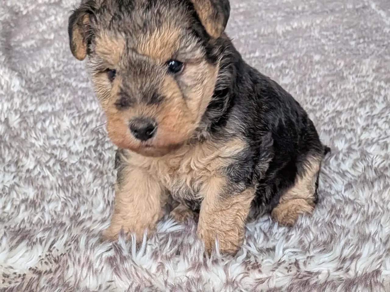 Billede 2 - Lakeland Terrier 