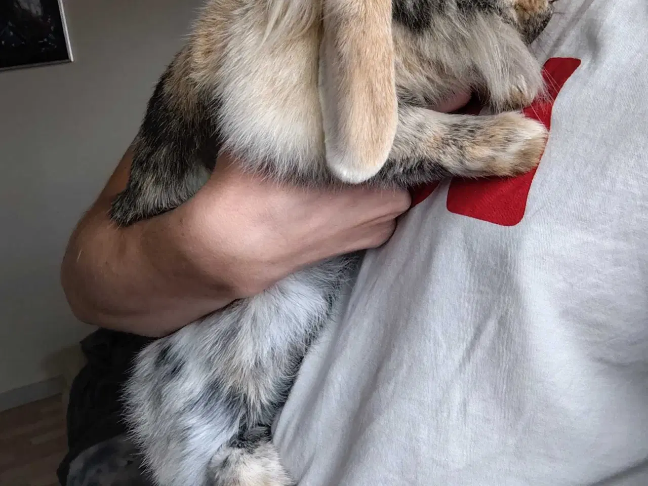 Billede 4 - Inde Kanin, 6 mdr 🐰