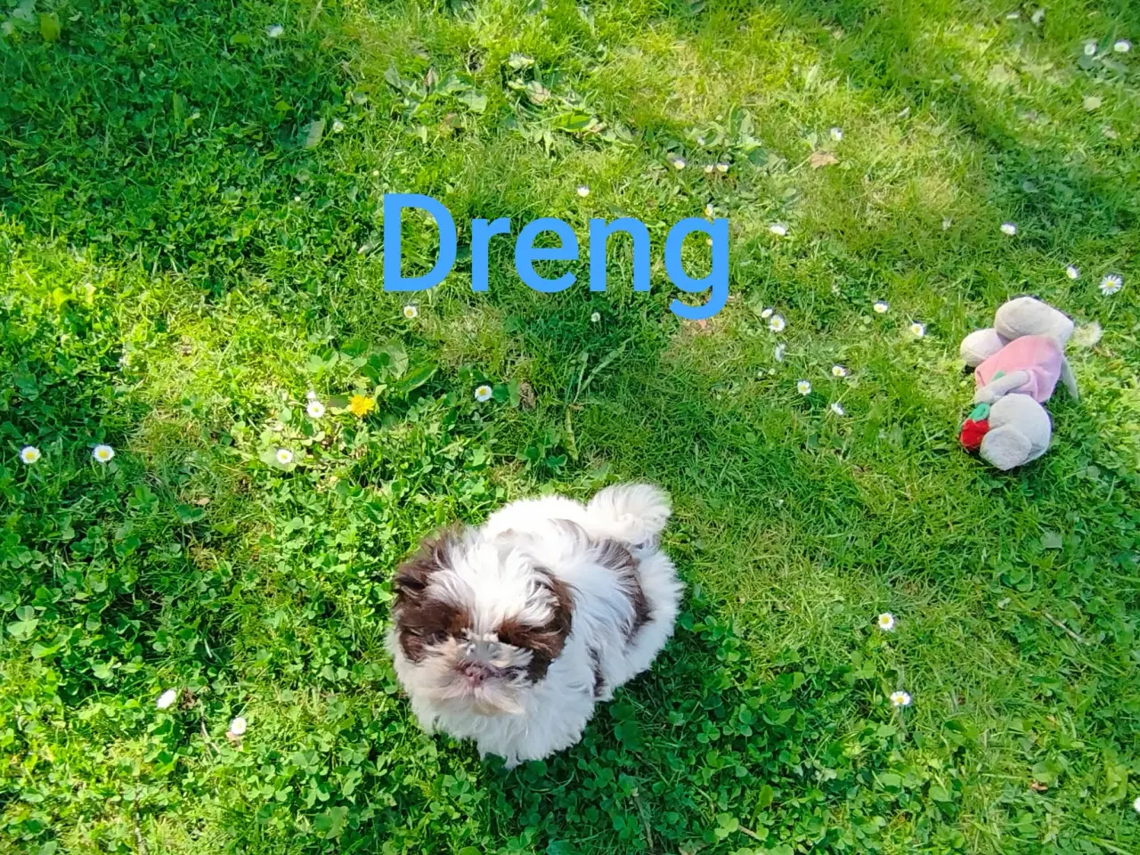 Billede 1 - Flotte Shih-tzu hvalpe