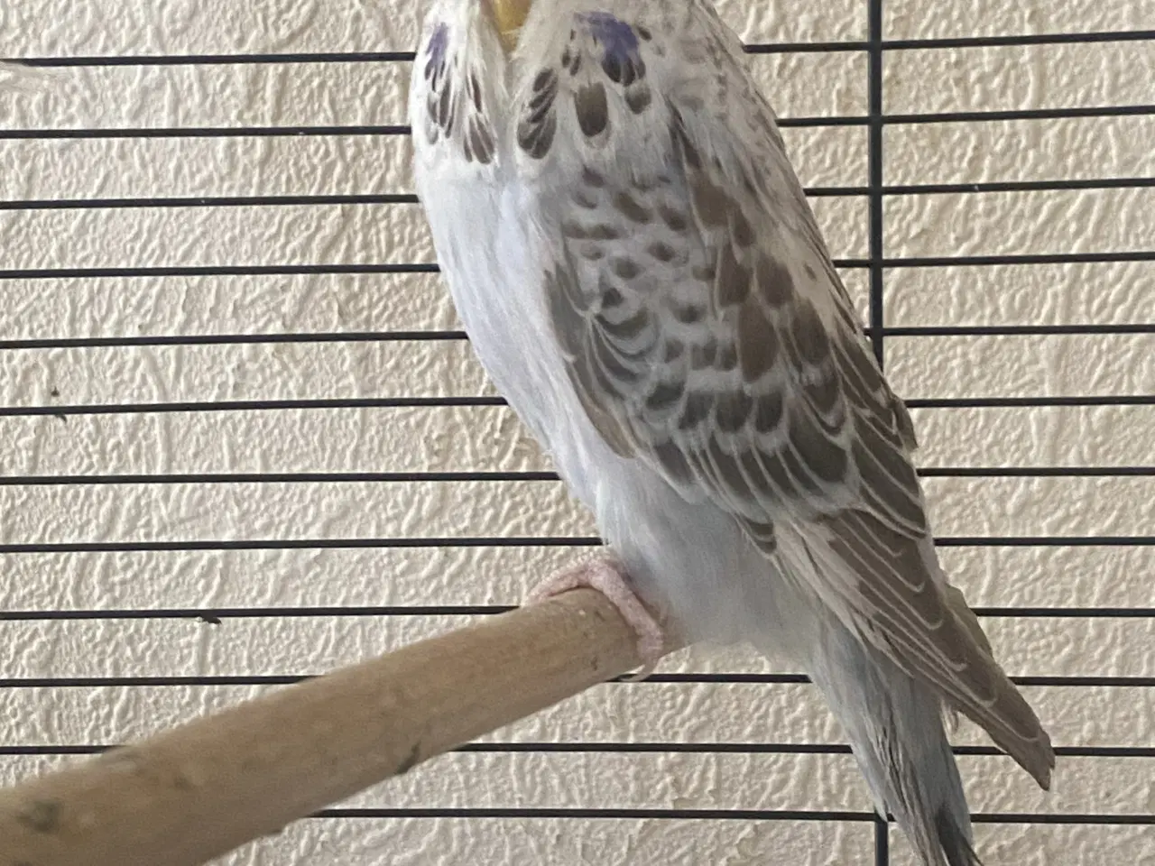 Billede 2 - Flot engelsk undulat