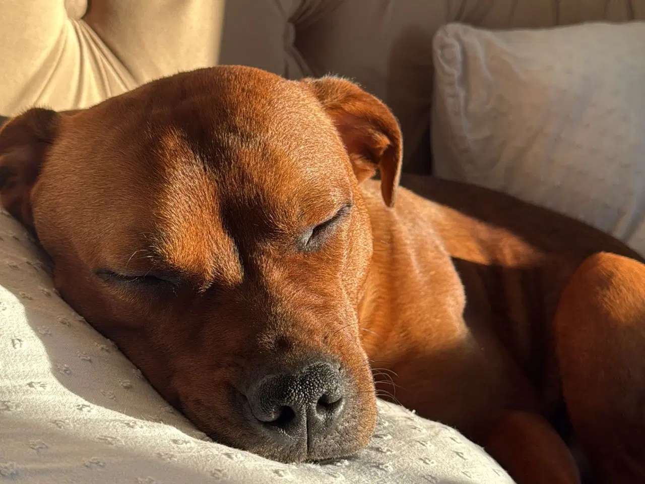 Billede 3 - Parring hanhund 