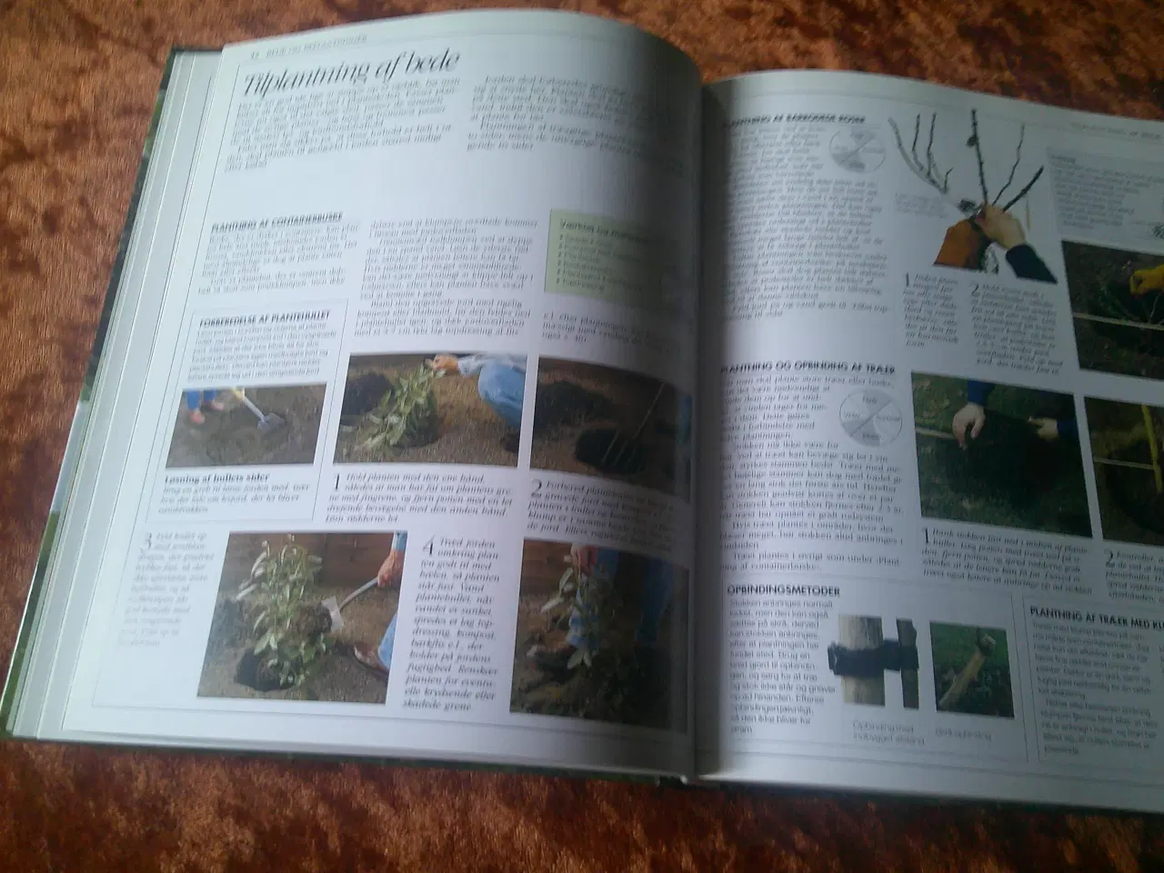 Billede 3 - Politikens begynderhavebog, Pippa Greenwood