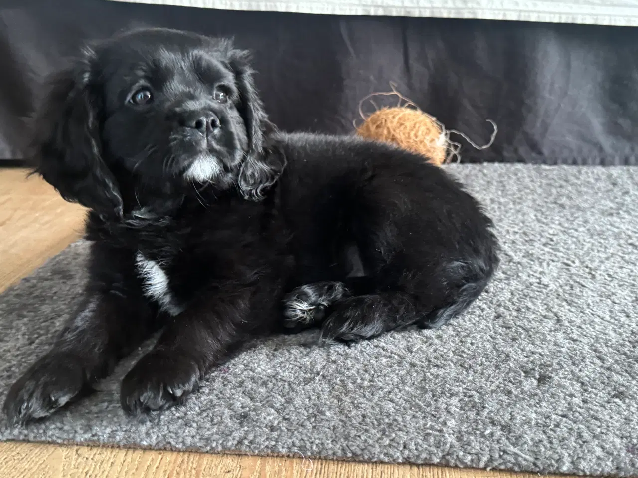 Billede 2 - Cavalier hanhund