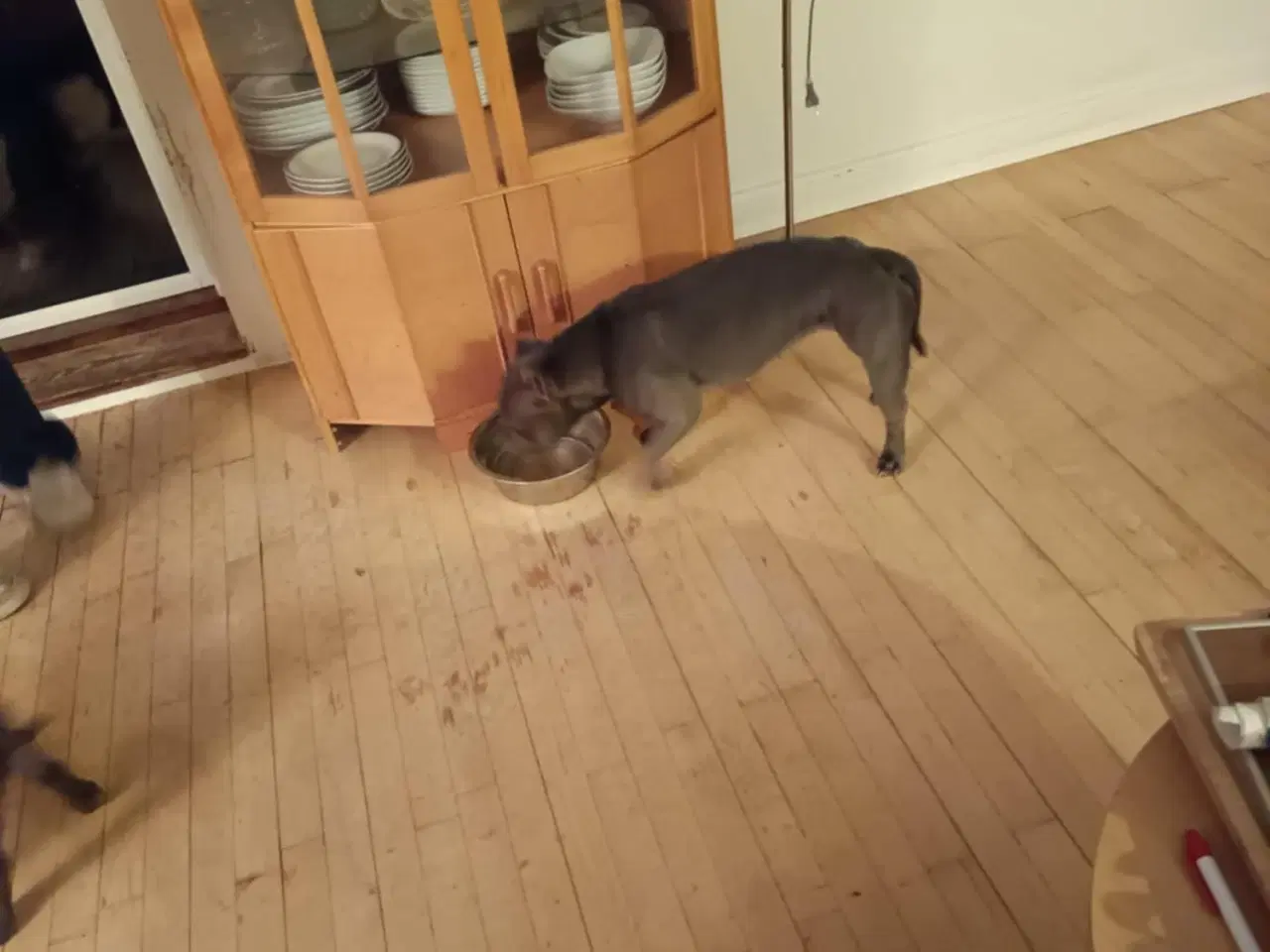 Billede 2 - Blue American bully