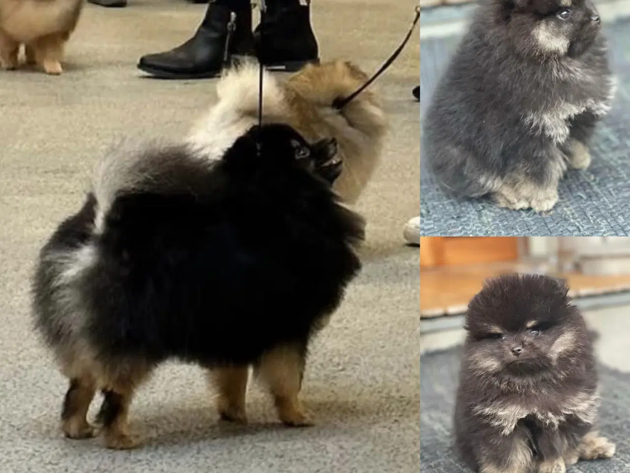 Billede 6 - Mini Pomeranian hvalpe