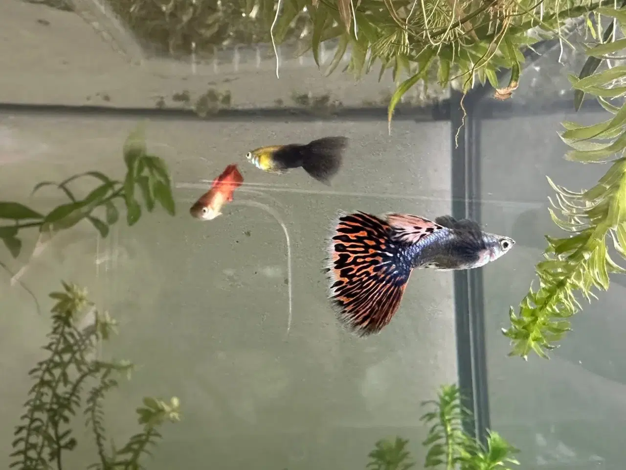 Billede 7 - Guppy yngel 