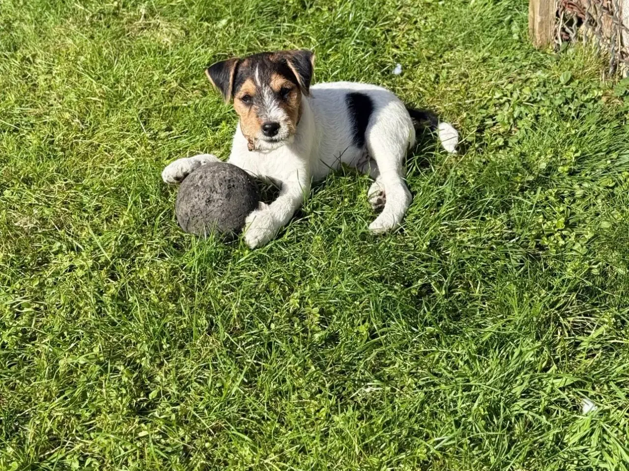 Billede 5 - Jack Russel sælges 