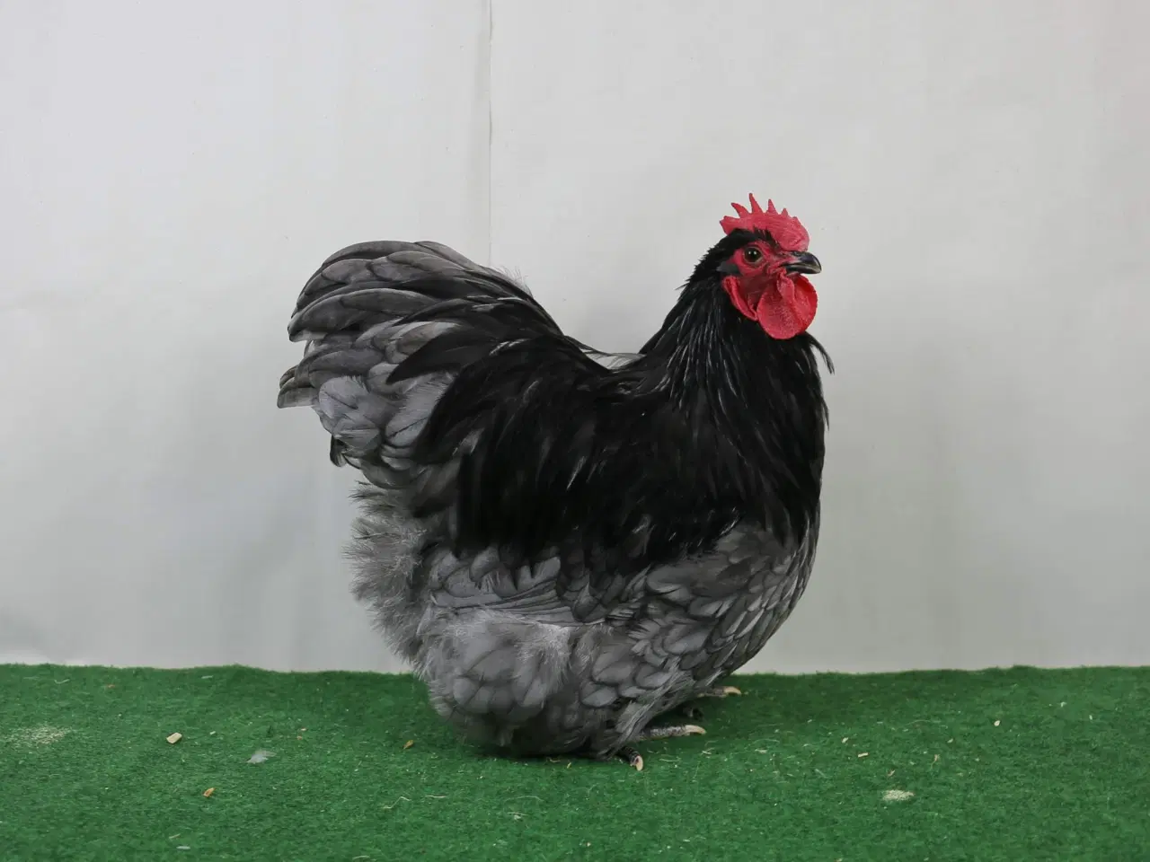 Billede 1 - Dværg Orpington Blå