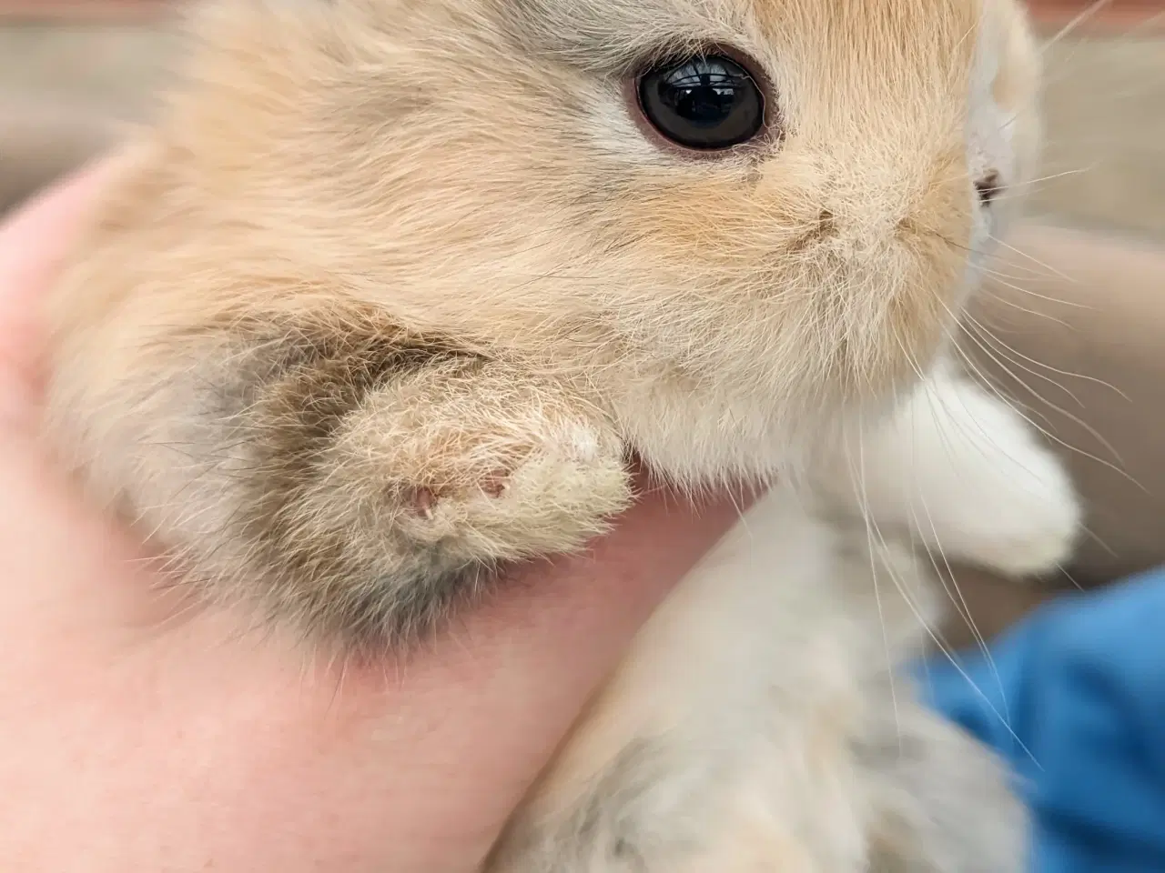 Billede 7 - Hermelin kaninunge sælges 