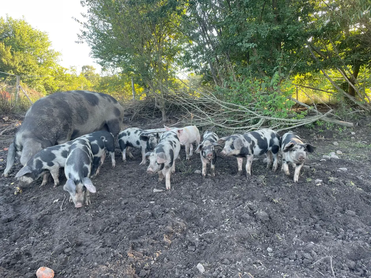 Billede 1 - Sortbrogede grise 