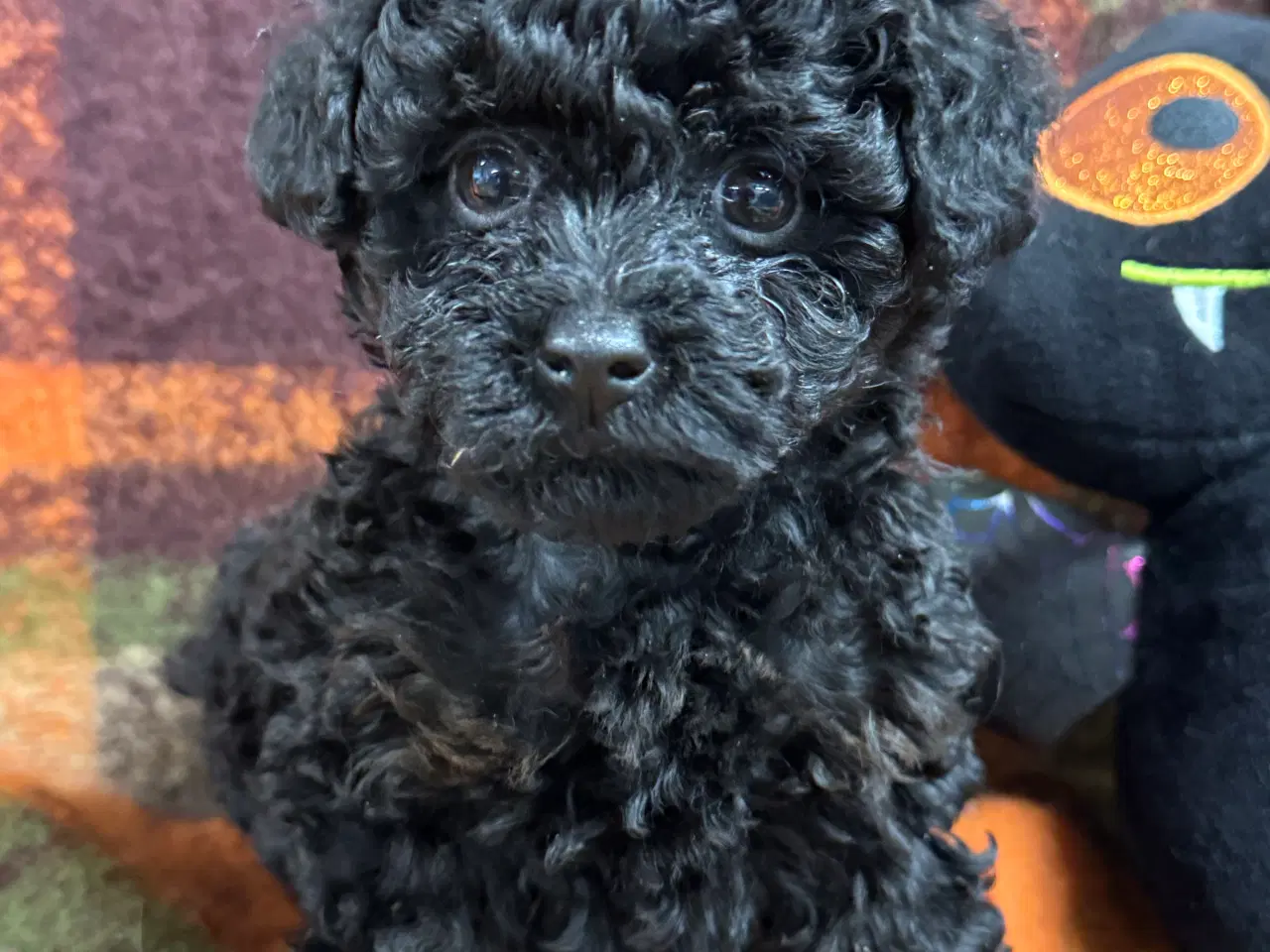 Billede 8 - ✨🐾 Engelske Cockapoo hvalpe søger nye hjem 