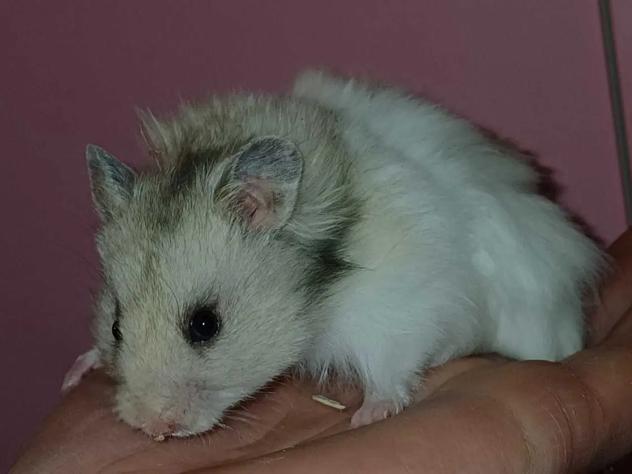 Billede 11 - Guldhamster unger