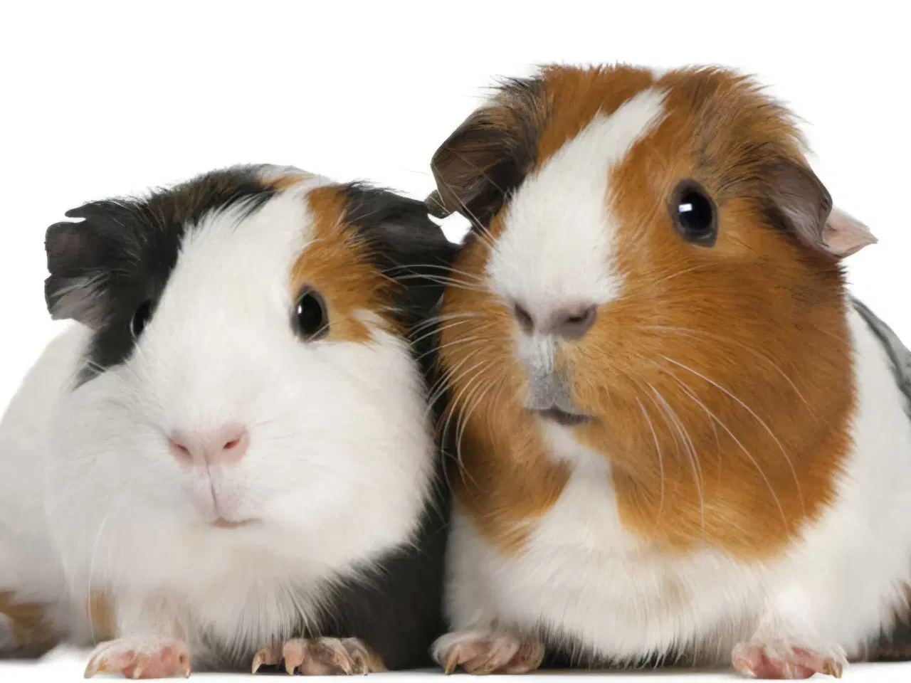 Billede 1 - Marsvin i super flotte farver 