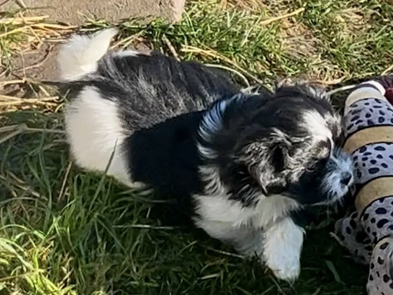Billede 13 - Allergivenlig Shih Tzu / Bichon Havanais