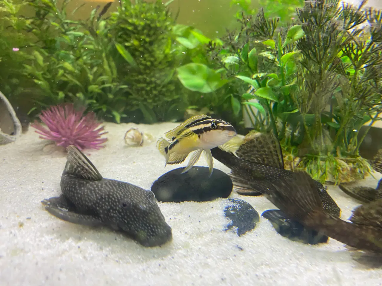 Billede 1 - 3 julidochromis-ornatus, samlet 60,-