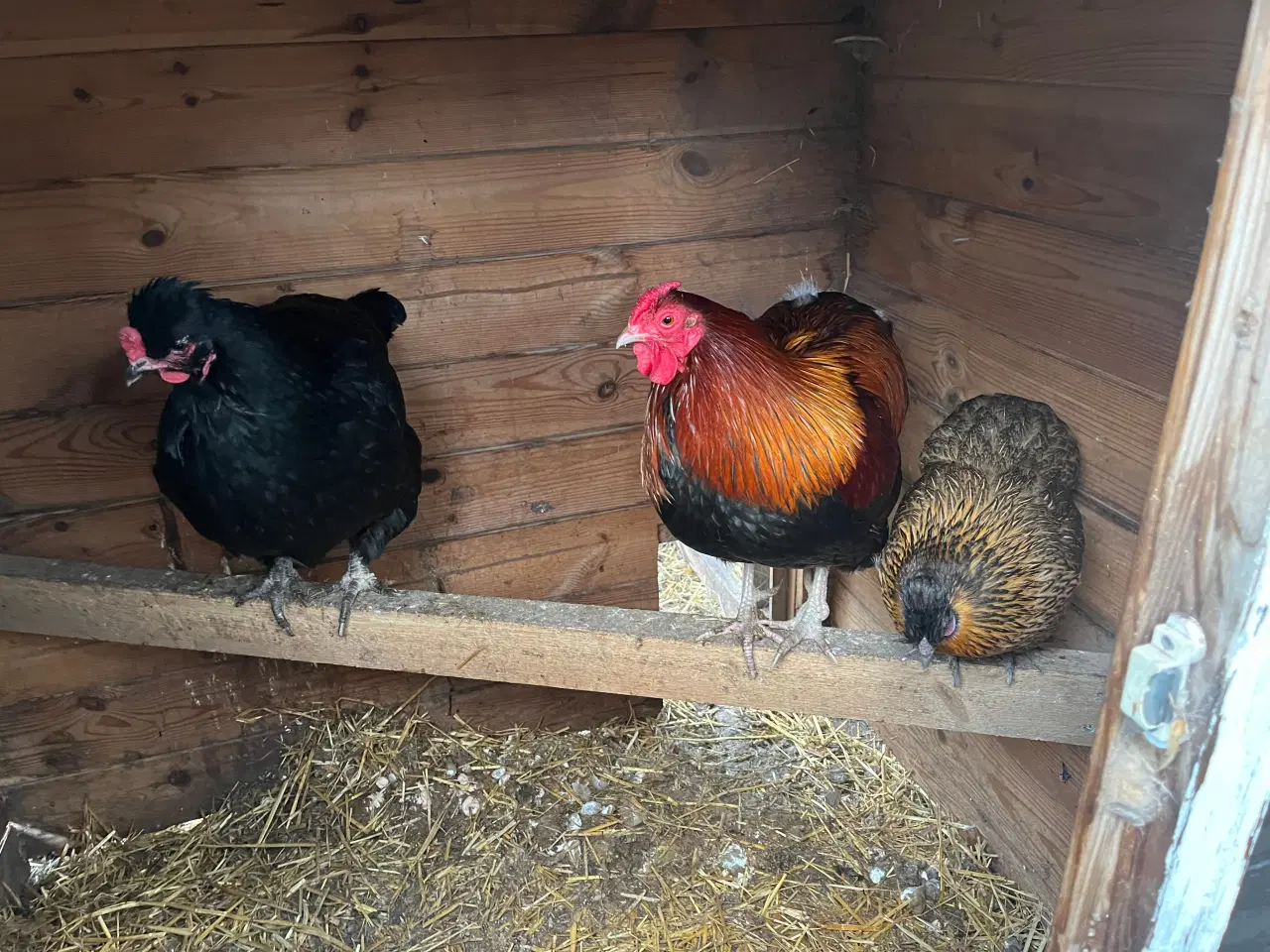 Billede 1 - 2 høns og 1 hane 