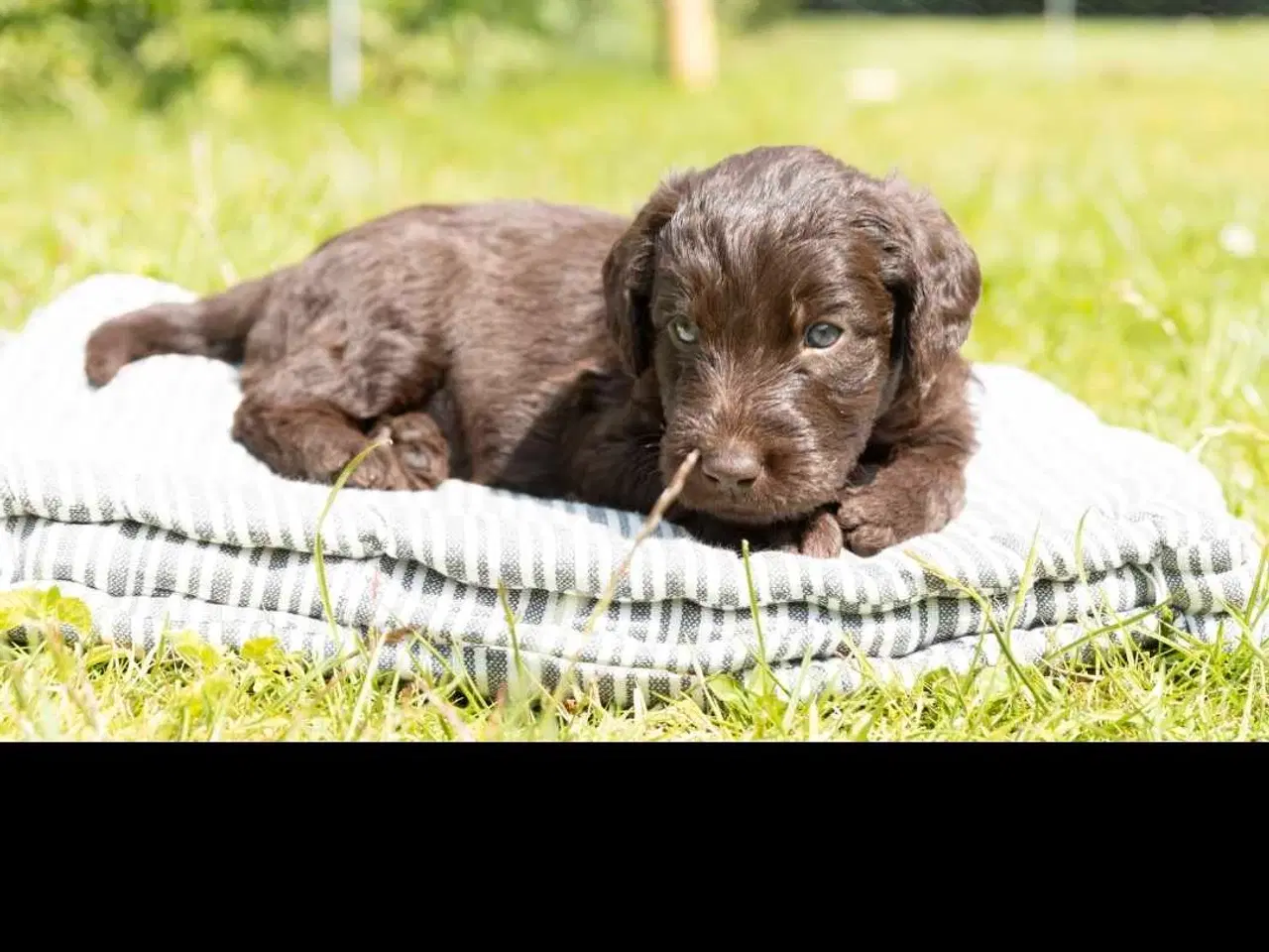 Billede 6 - Labradoodle hvalpe 