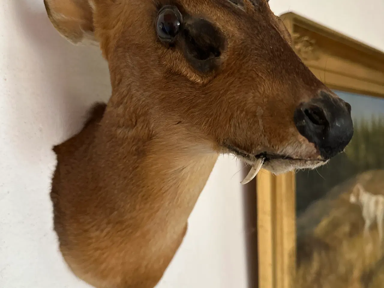 Billede 1 - Muntjac + CWD