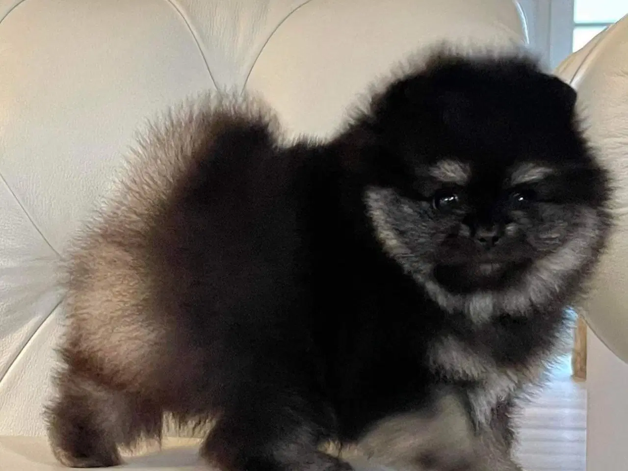 Billede 7 - Smuk Pomeranian tilbydes Avl