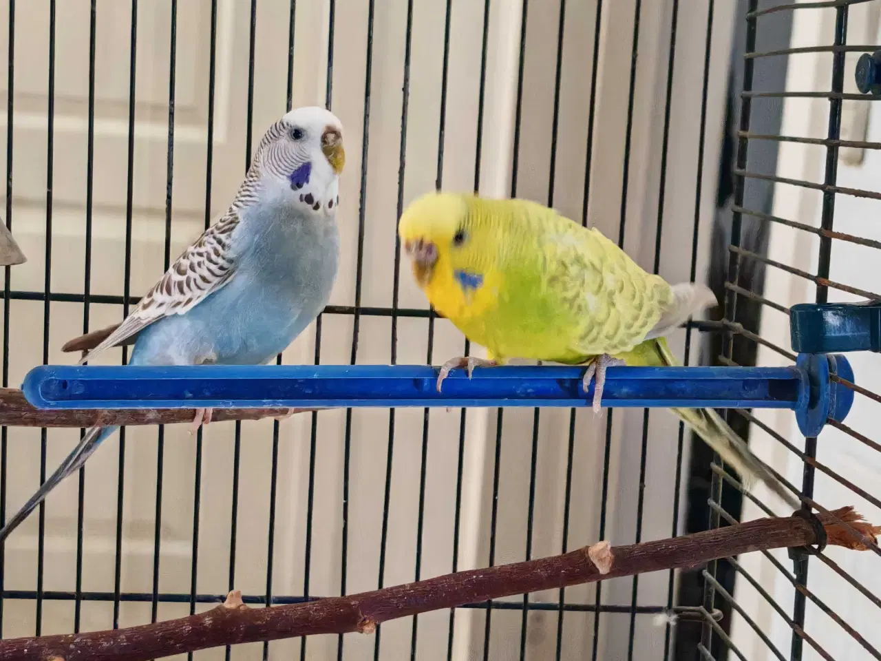 Billede 1 - 2 søde undulater (han) 