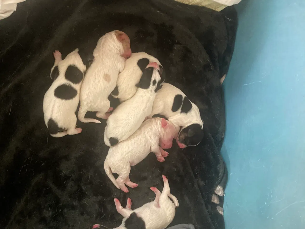 Billede 2 - Dansk/svensk gårdhunde hvalpe