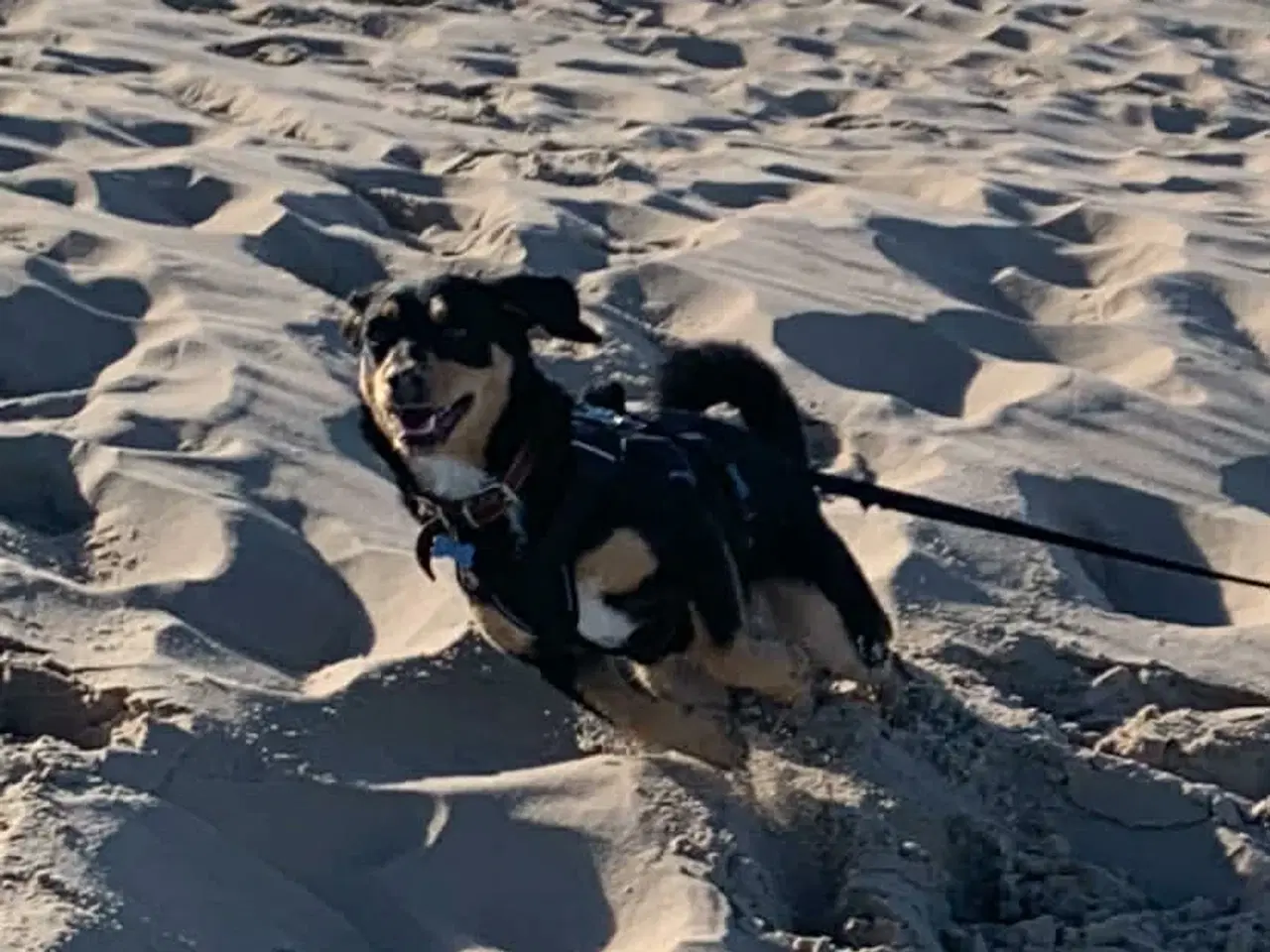 Billede 3 - Søde Erika til omplacering