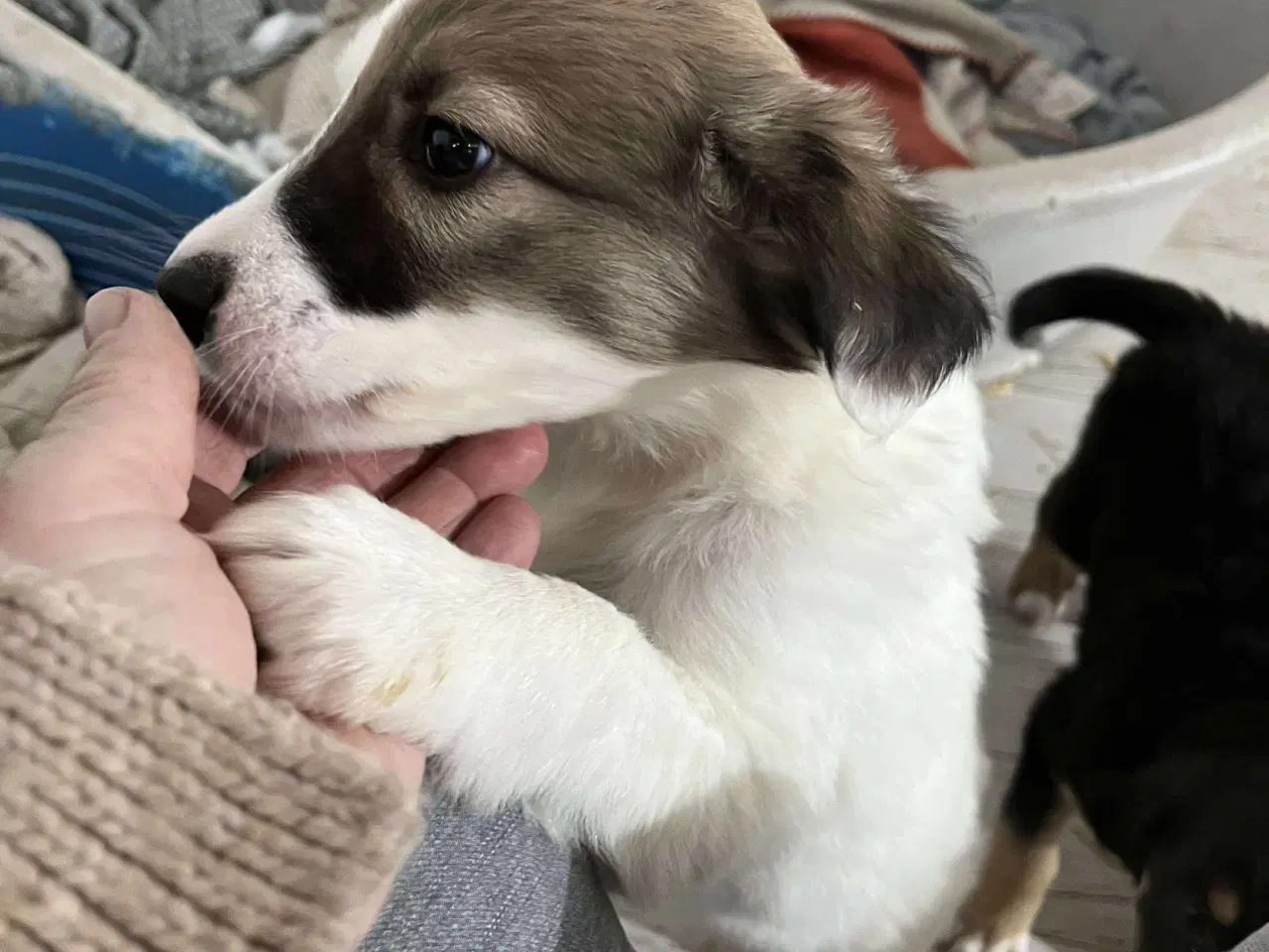 Billede 2 - Blitz søger sin egen familie❤️