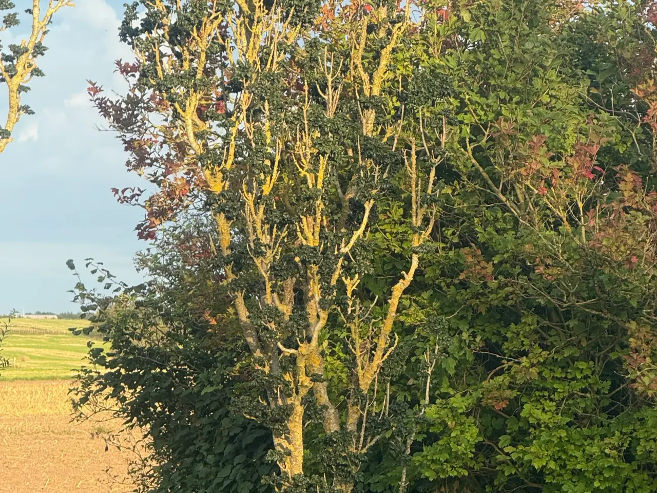 Billede 1 - Tyrkisk eg eller Frynseeg (Quercus cerris).