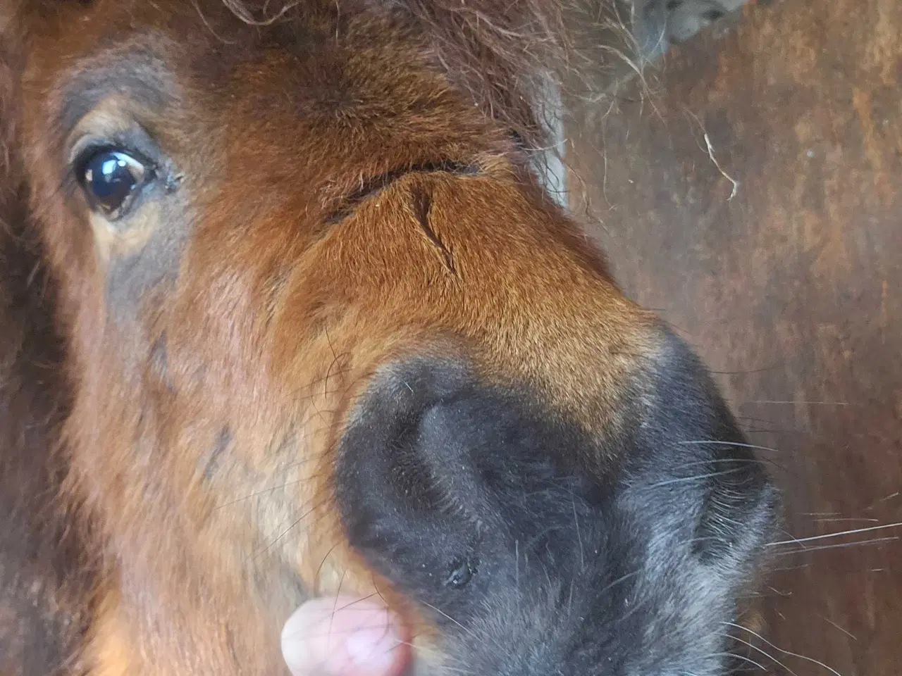 Billede 1 - Betten meget sød hingst 
