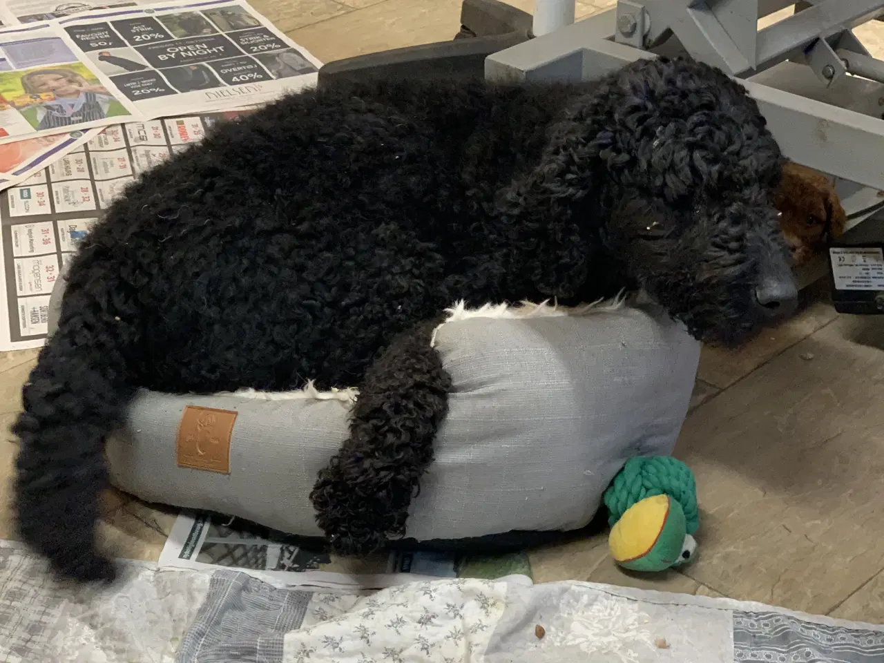 Billede 12 - De skønneste Golden Doodle F1B babyer