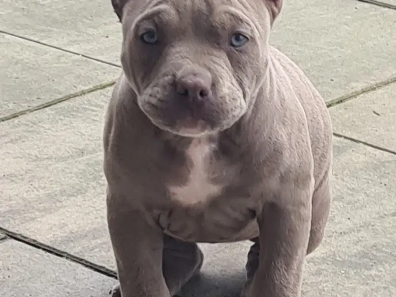 Billede 1 - American bully pocket 