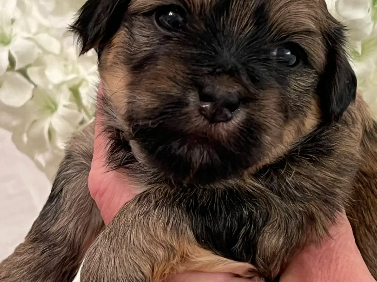 Billede 14 - 💕Skal Wilma være din 💕