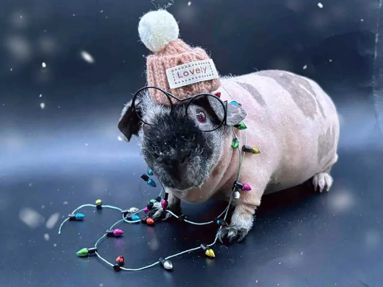 Billede 9 - DK Marinos opdræt