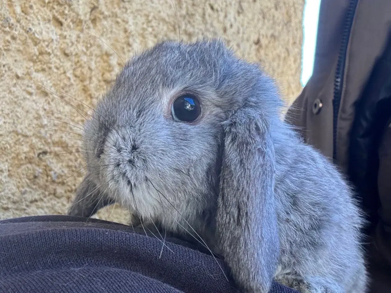 Billede 2 - Han Dværgvædder unge sælges