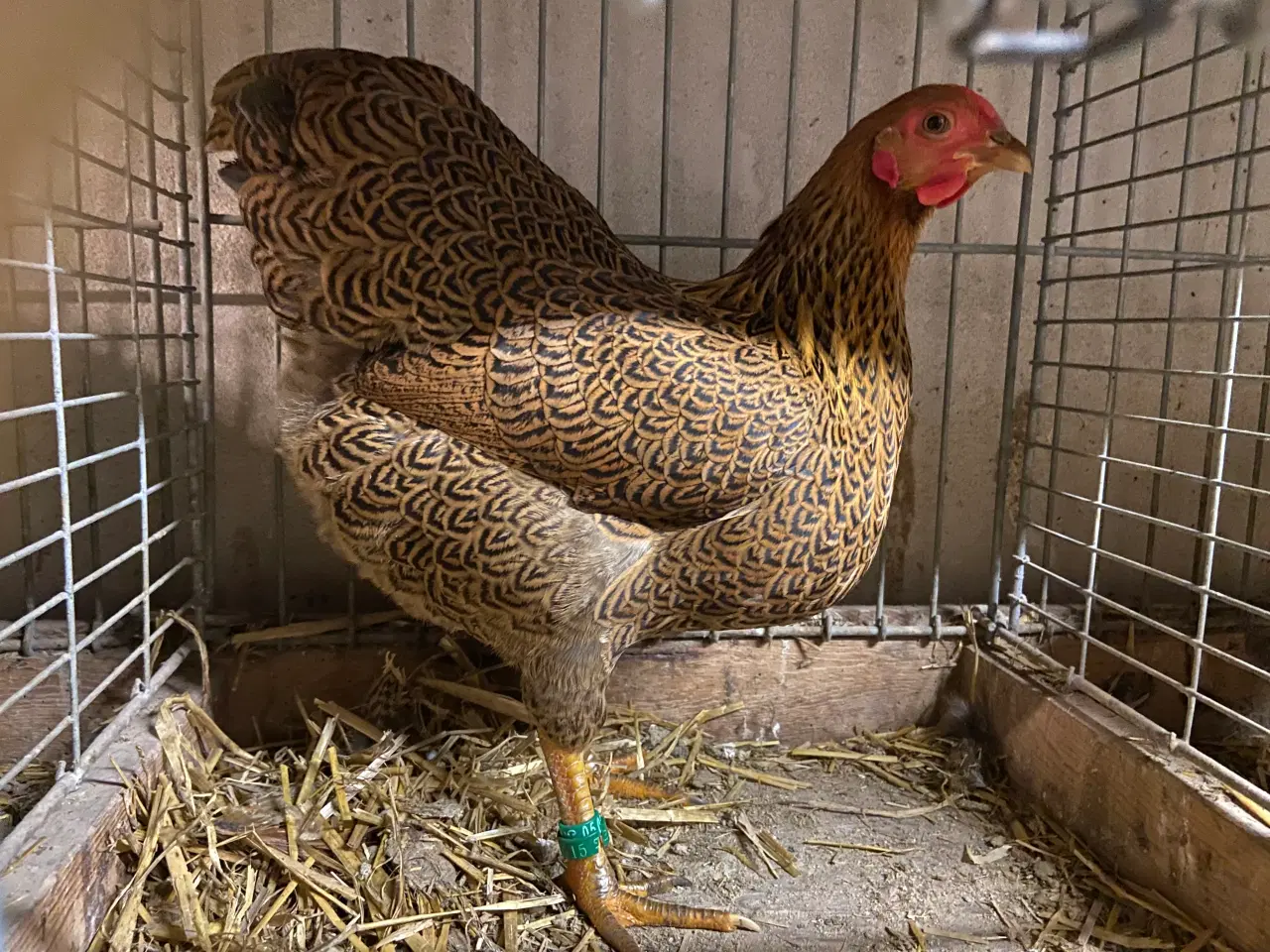 Billede 2 - Dværgwyandotter