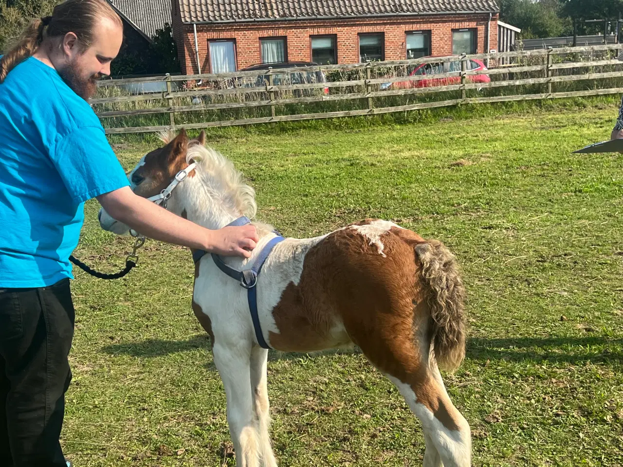 Billede 7 - Mini irish cob 