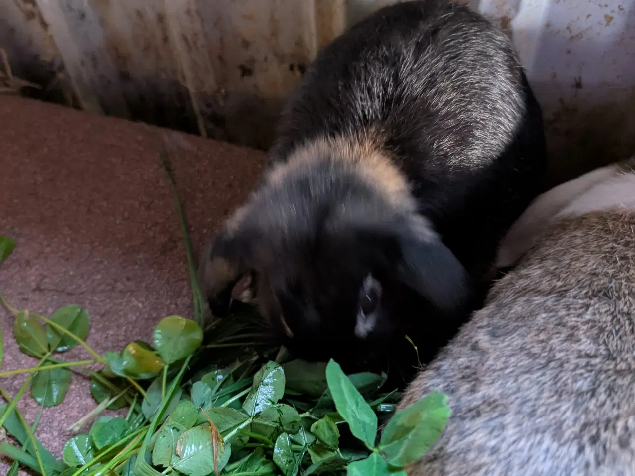 Billede 2 - Kaniner mini lop