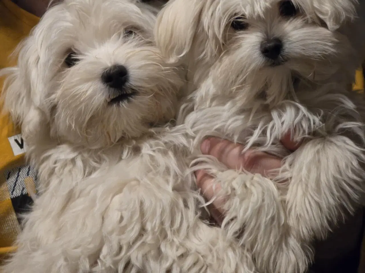 Billede 9 - Bichon-hvalpe søger nye hjem .