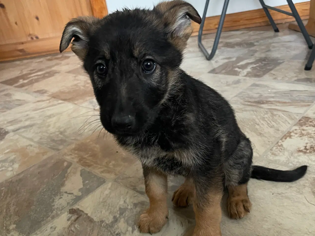 Billede 6 - Schæfer hvalpe