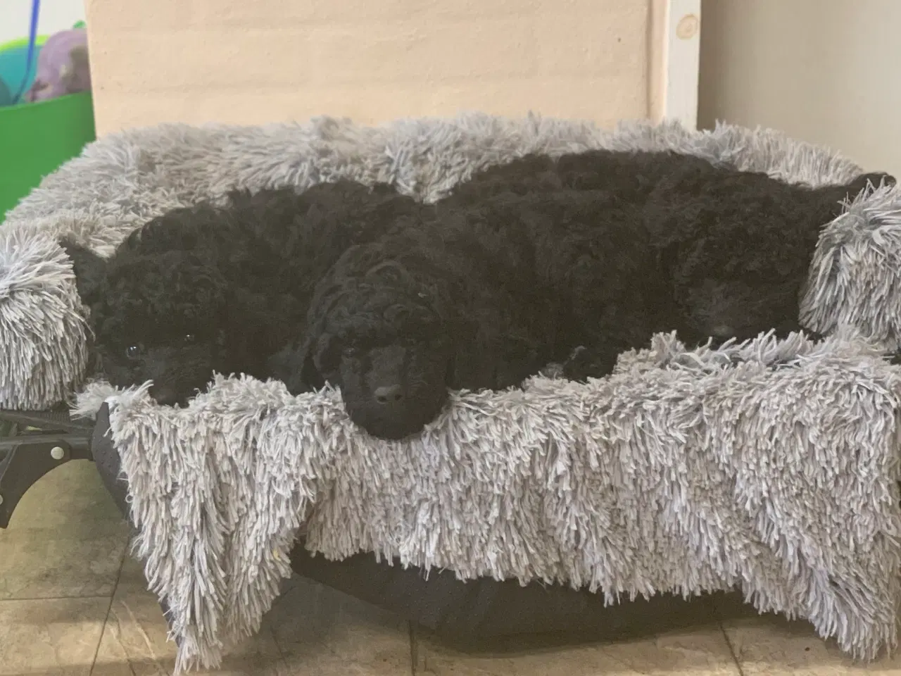 Billede 9 - Mini Golden Doodle F1B babyer 
