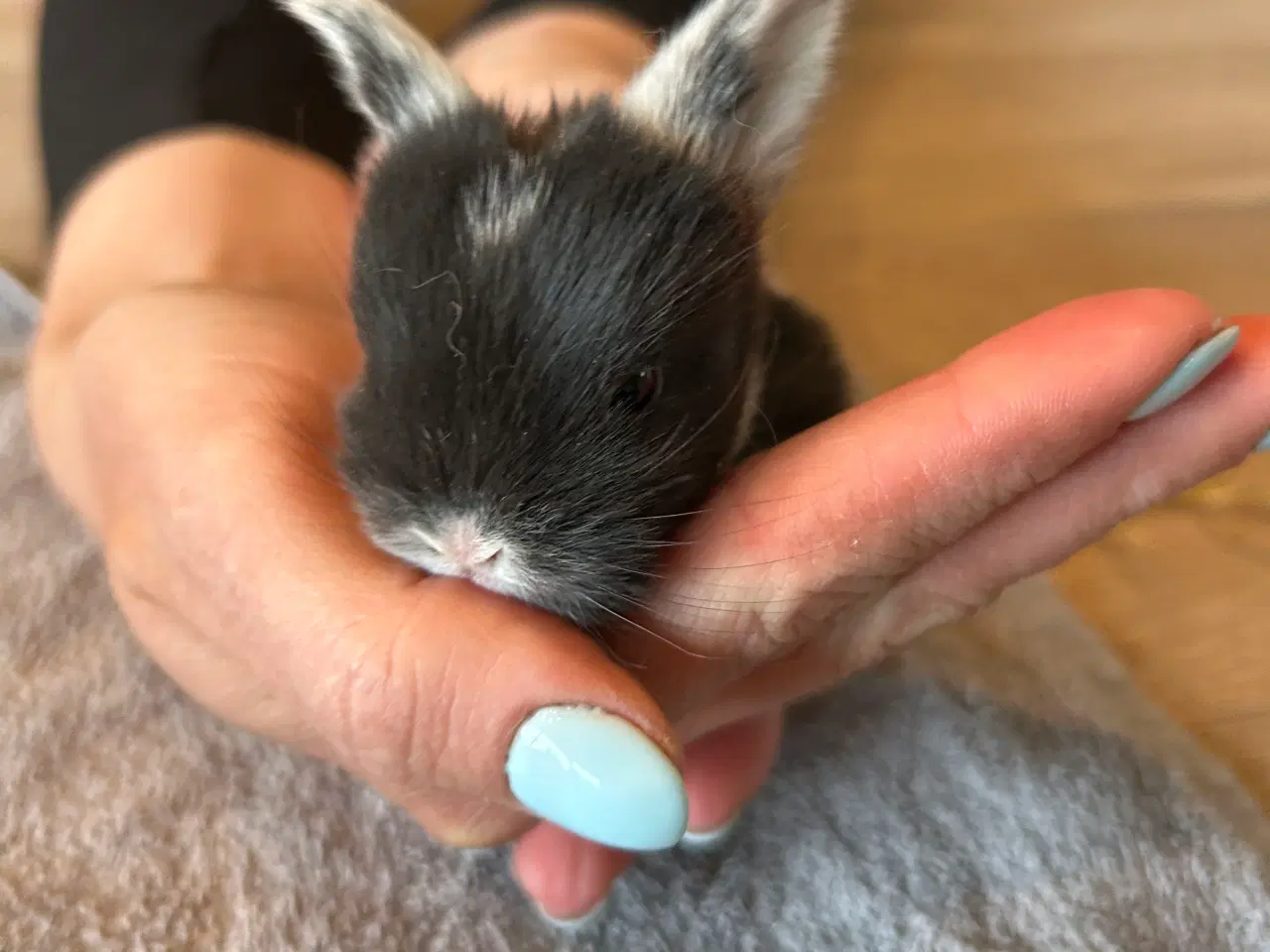 Billede 6 - Minilop kaninunger