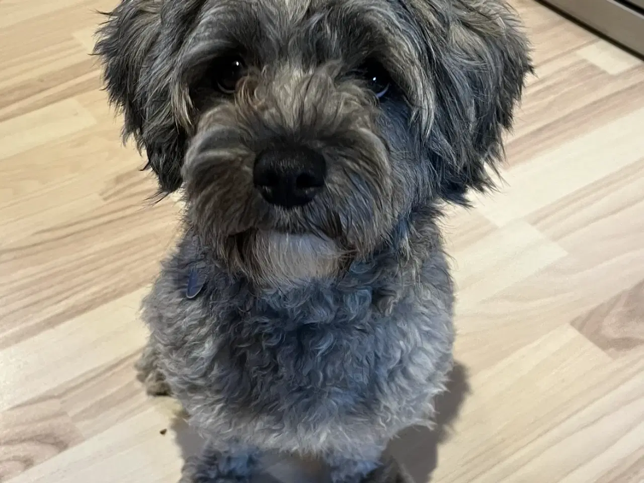 Billede 9 - Kun 2 tæver tilbage nu! Små blandinger