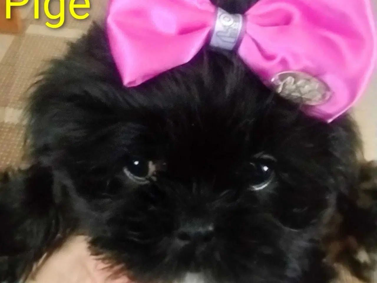 Billede 2 - Hund SHIH tzu