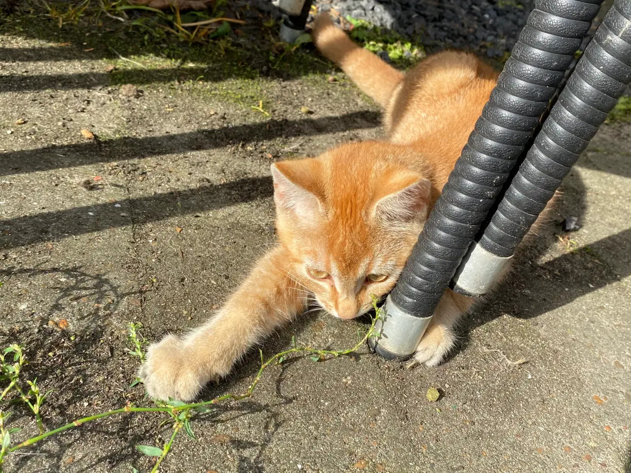 Billede 6 - Røde kattekillinger