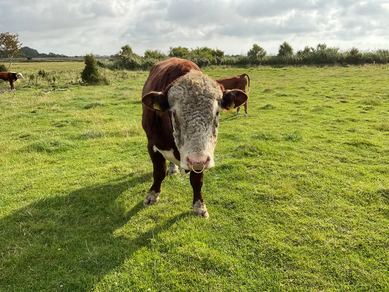 Billede 3 - Hereford tyr