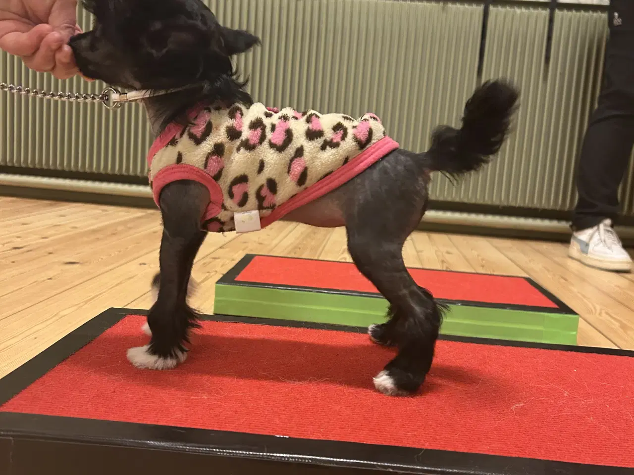 Billede 1 - Chinese crested/Kinesisk hårløs, allergivenlige